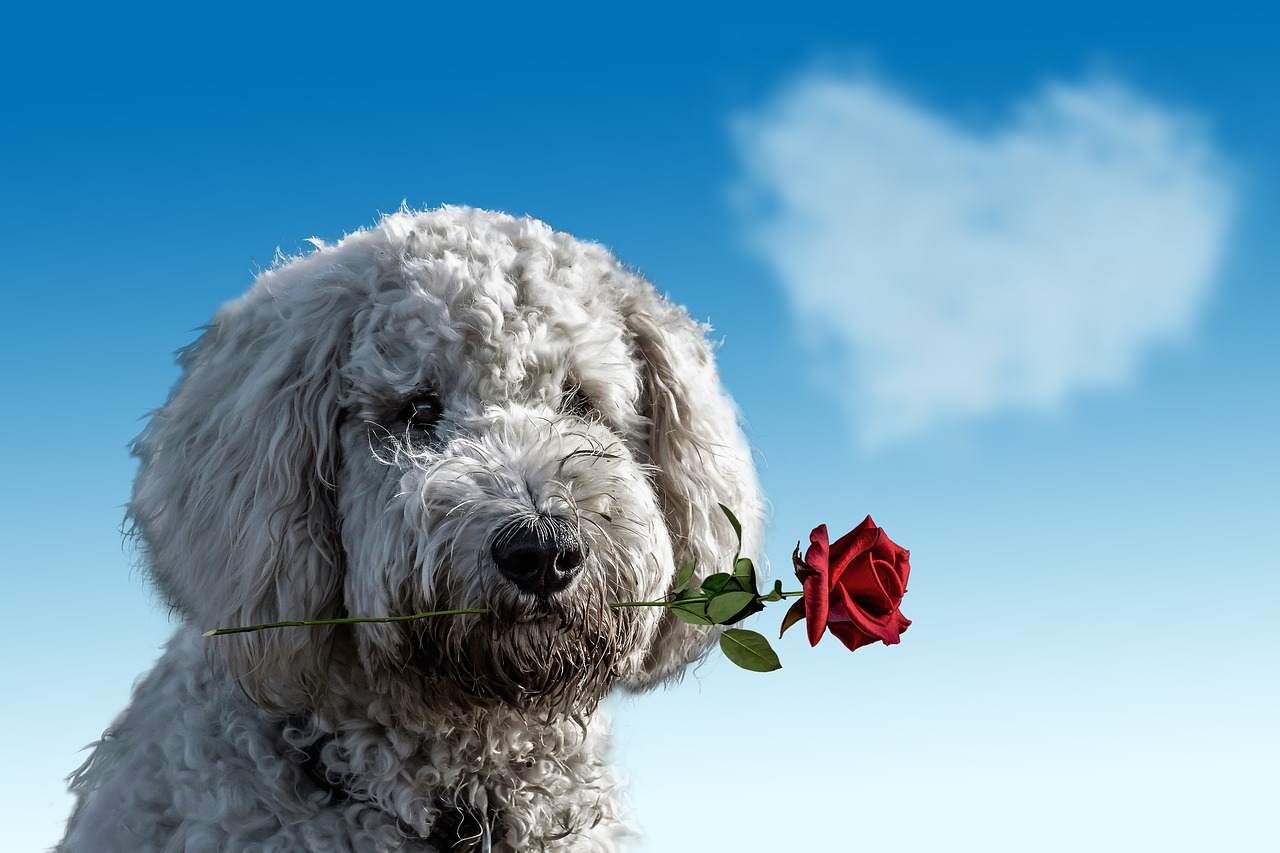 Love-Is-In-The-Air-in-WilCo.jpg