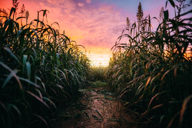 Corn-Maze-1.JPG