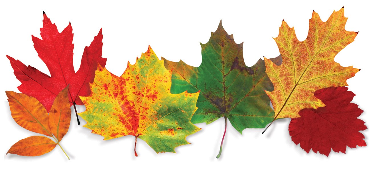 Fall.jpg