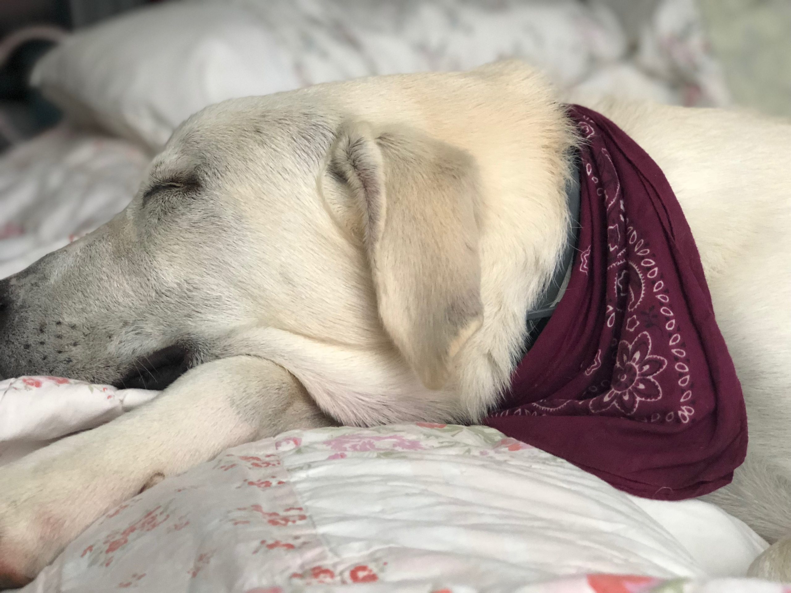 Jax-Precious-Sleeping-Angel.jpg